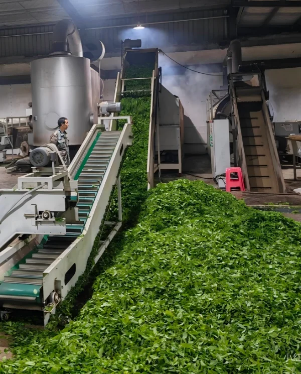 green tea processing