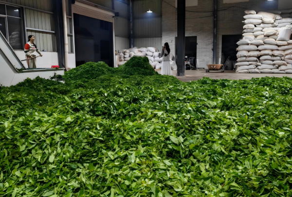 tea leaf