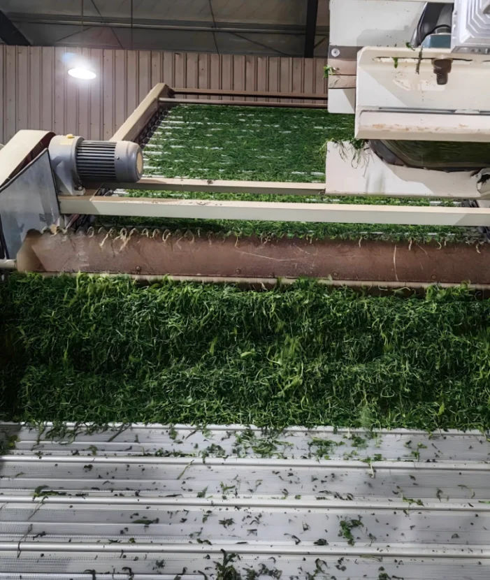 tea processing
